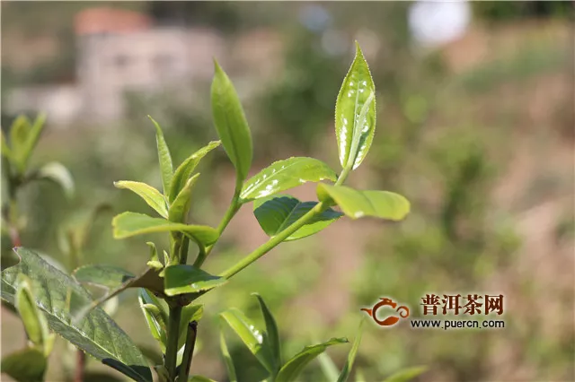 疫情下云南采取多个措施保证茶产业发展