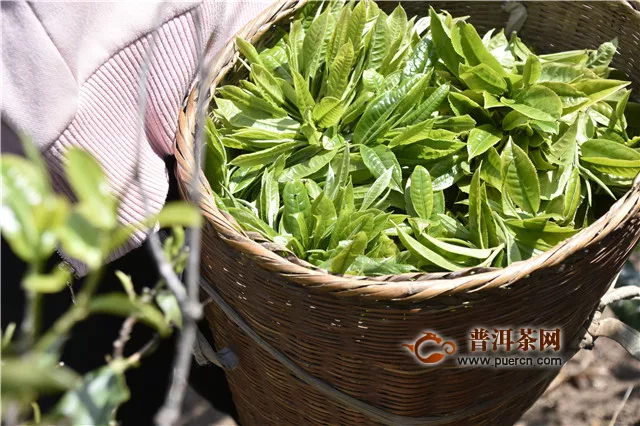 景迈春茶开采，“金叶子”即将上市