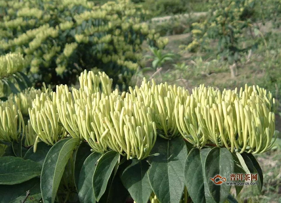 什么牌子的金銀花茶好