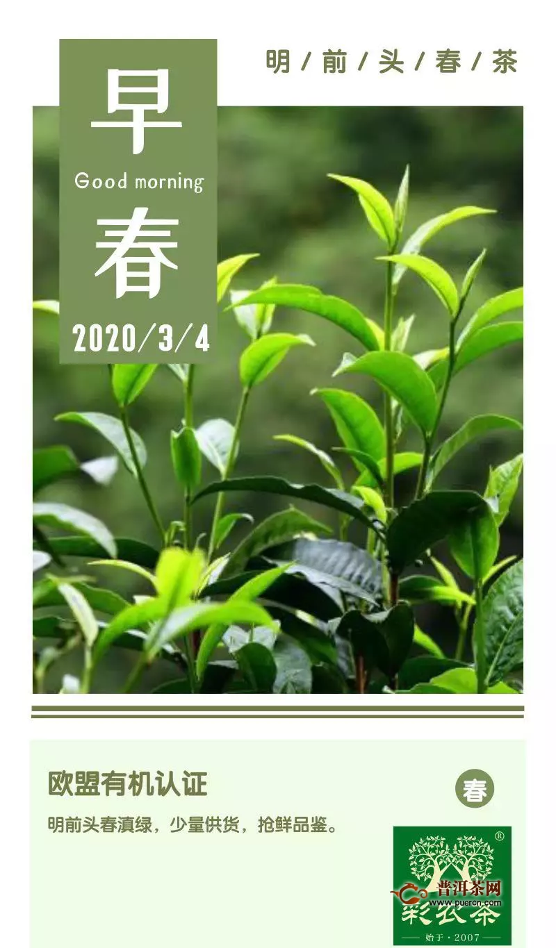 彩农茶：2020明前早春特级滇绿，抢鲜品鉴，开始预订