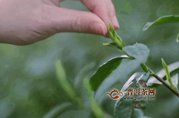 云南省普洱市茶产业发展纪实
