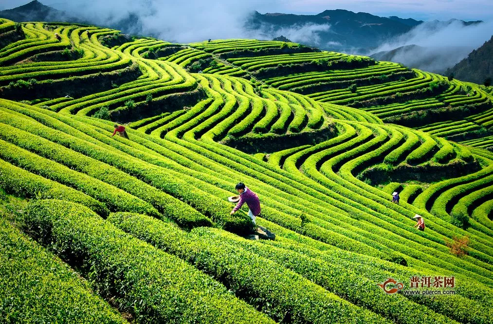 共飲溫州早茶，助力溫州市茶產(chǎn)業(yè)