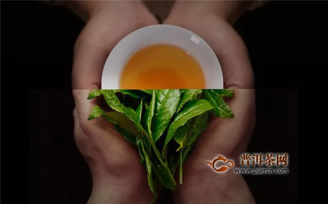 辨别白茶茶种，要掌握茶树品种和采摘制作的区别！