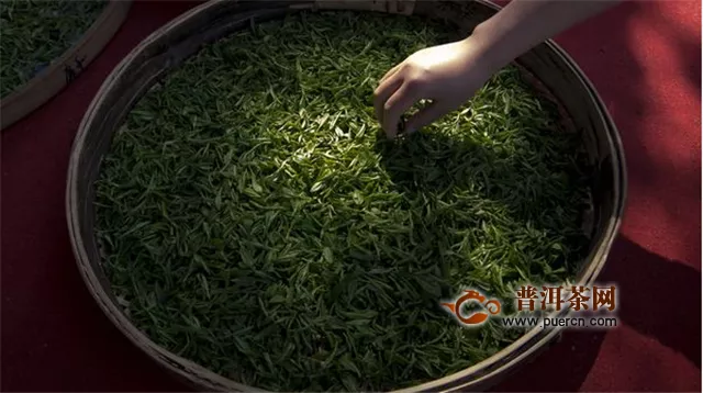 南京雨花茶属于绿茶吗