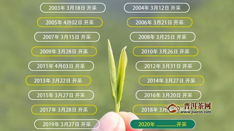 截止2020年3月11日原产地安吉白茶还没采