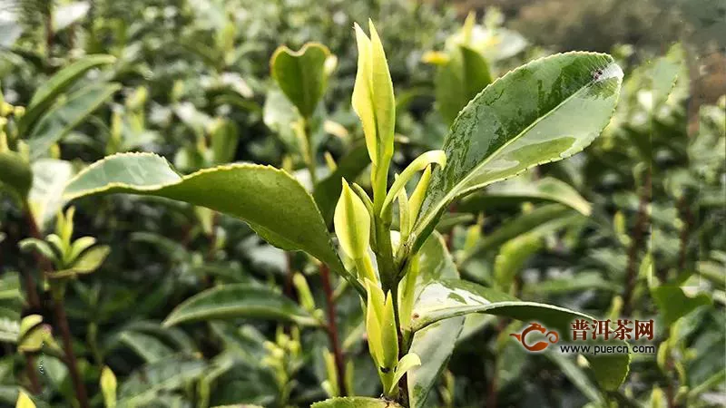截止2020年3月11日原产地安吉白茶还没采
