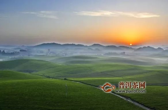 江苏溧阳千亩茶园 中国茶叶年产量有多少？