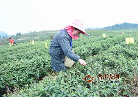 黔东南岑巩：千亩茶叶变“绿色财富”