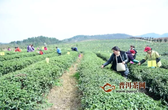 黔东南岑巩：千亩茶叶变“绿色财富”