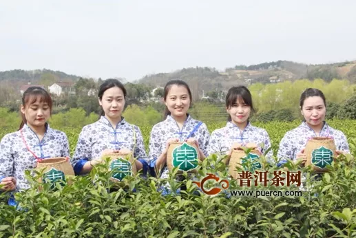 汉中仙毫春茶开采上市 媒体+电商+直播助力销售