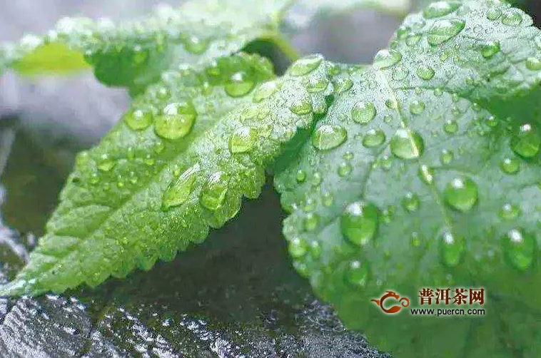 薄荷會導(dǎo)致放屁嗎