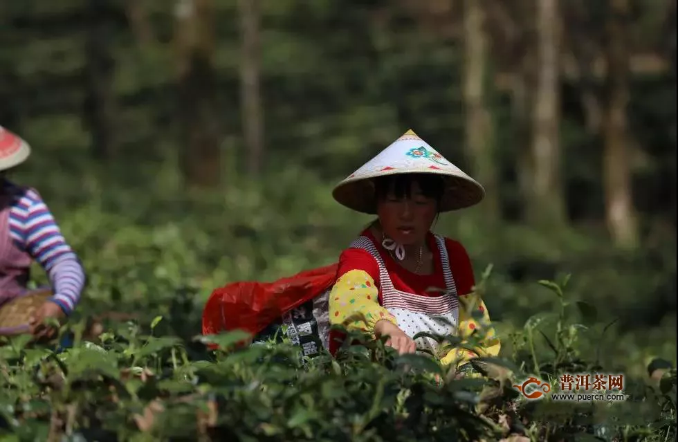 2020年高黎贡山有机茶园明前春茶上市啦