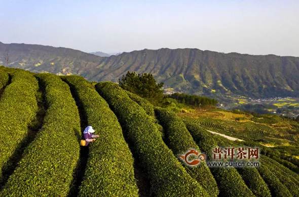 秦巴山区采茶忙 汉中勉县18.6万亩高山茶园进入采摘期