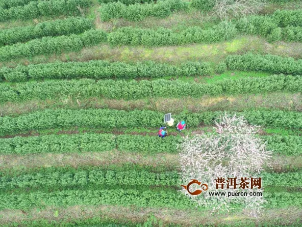 岑巩200农户种下千亩“致富茶”