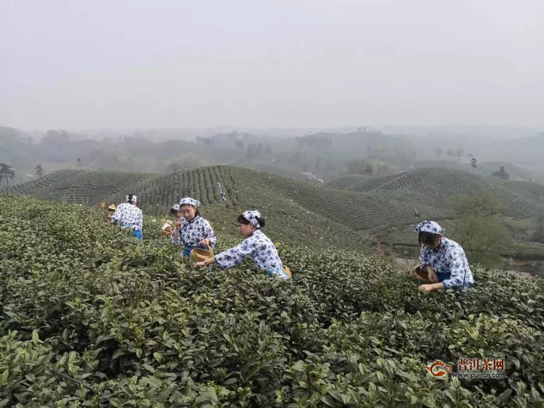 刘仲华院士：疫情下中国茶业健康发展的思考