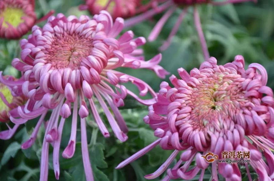 女生多喝菊花茶好吗