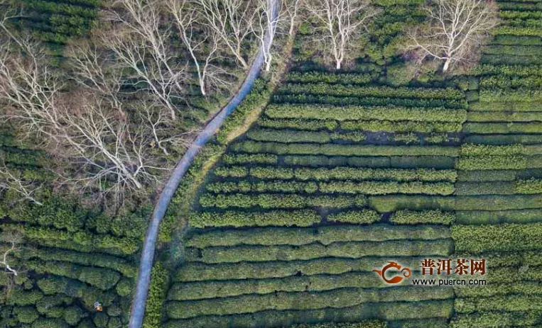 “红茶之乡”祁门：20万亩茶园提前开园采摘