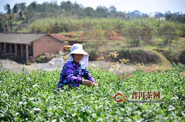 宜賓翠屏區(qū)永興鎮(zhèn)：以茶為媒 助力鄉(xiāng)村振興