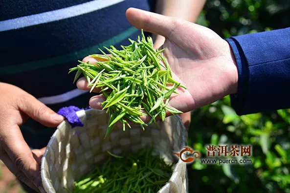 宜賓翠屏區(qū)永興鎮(zhèn)：以茶為媒 助力鄉(xiāng)村振興