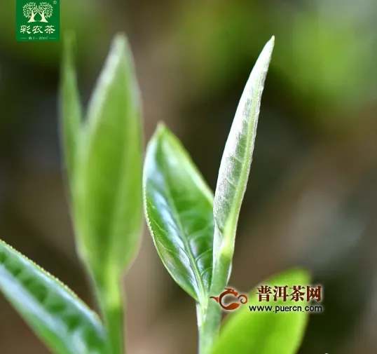 彩农茶：勐海小饼，来自国家级自然保护区的纯净清香