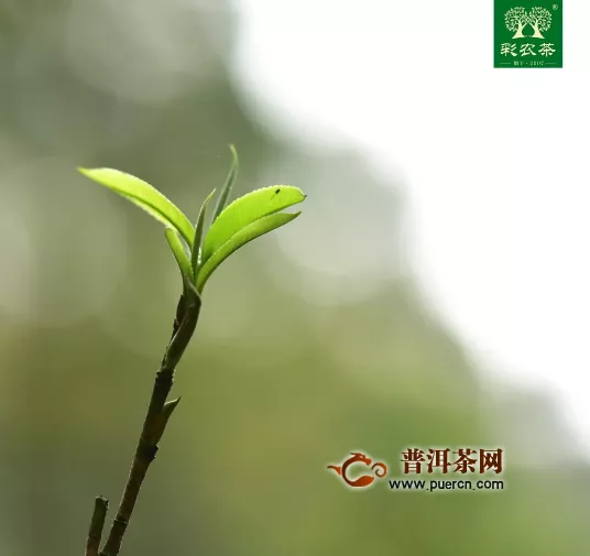 彩农茶：勐海小饼，来自国家级自然保护区的纯净清香