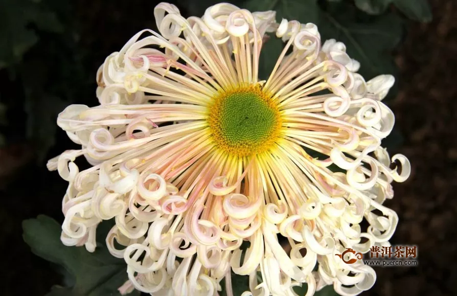 菊花茶什么茶最好