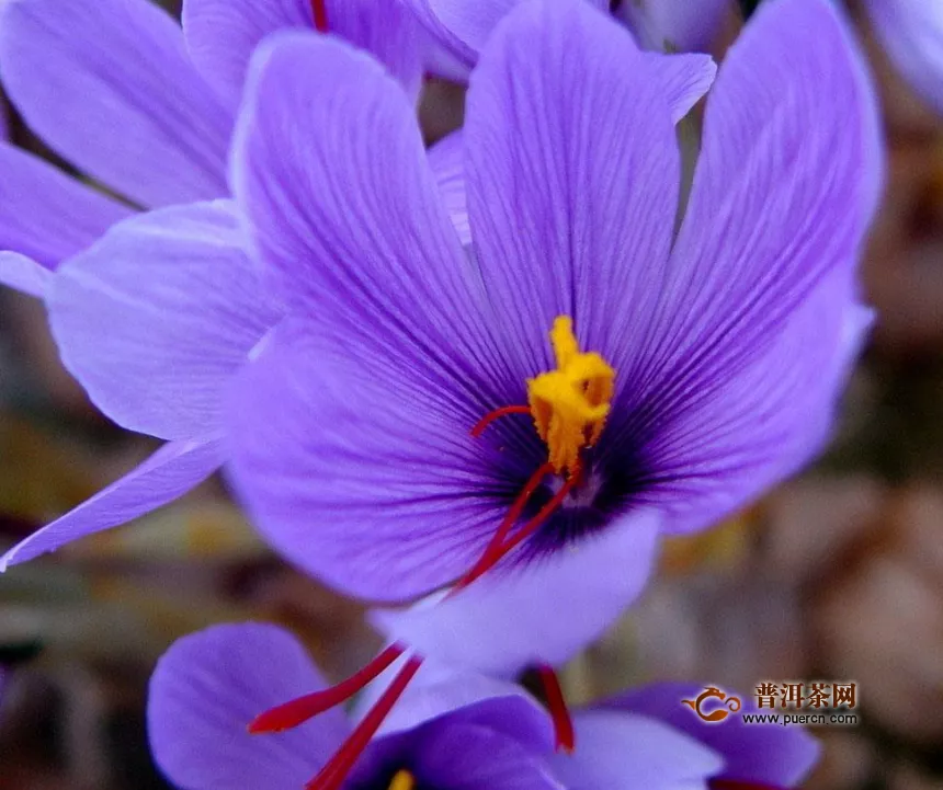 糖尿病可以喝藏紅花茶嗎