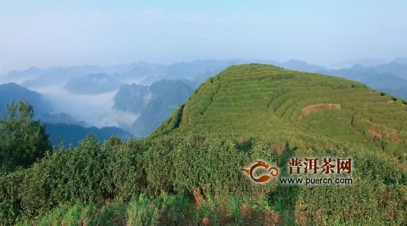 湘西州因地制宜发挥资源优势，打造百亿茶产业促脱贫！