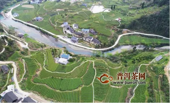 湘西州因地制宜发挥资源优势，打造百亿茶产业促脱贫！