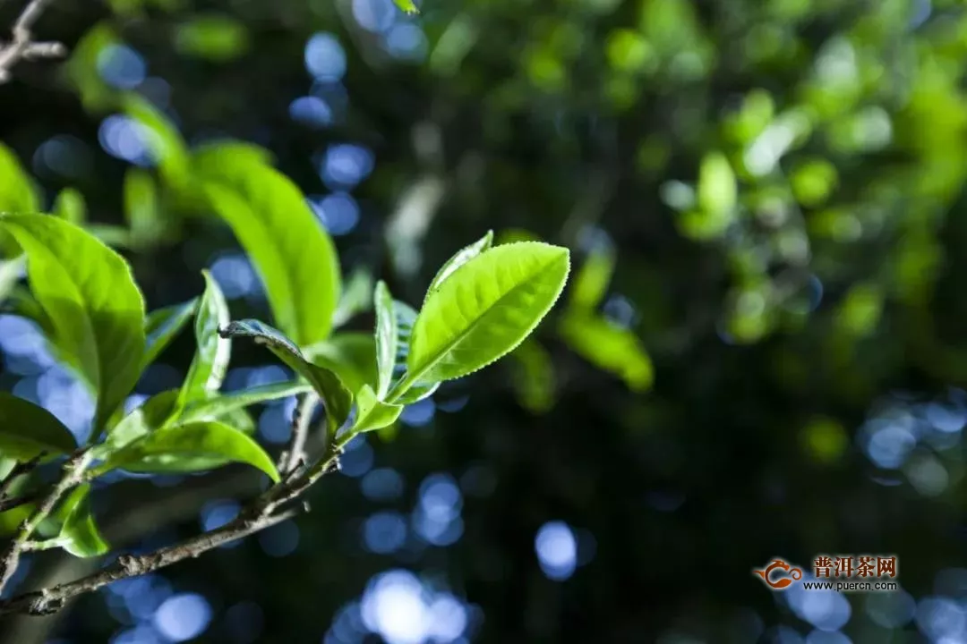 清明茶，貴如金，蒲門2020年春茶開采啦！