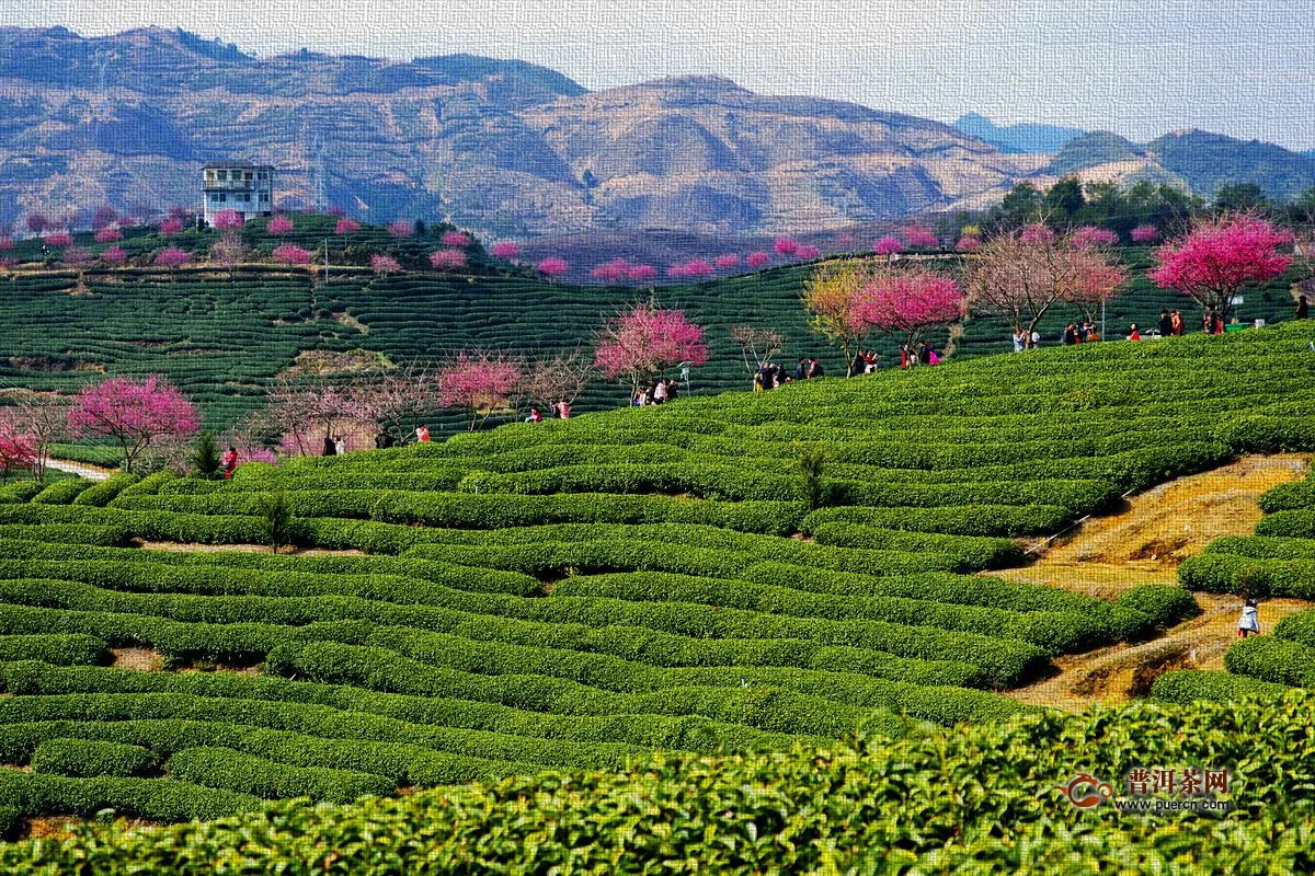 松阳将举办第十三届中国（国际）茶商大会·松阳香茶网络茶叶节