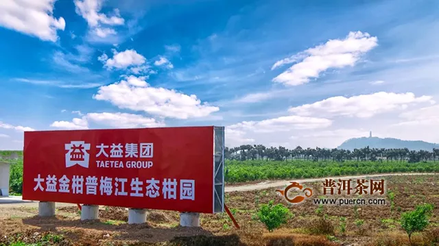 春雨霏霏，感受着大益大红柑的甜蜜