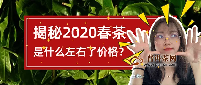 洪普号茶事：2020年的春茶，是什么左右了普洱茶的价格？