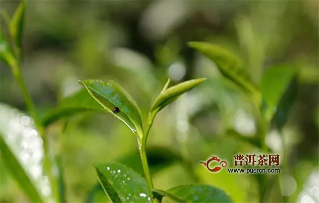 乌龙茶制作采摘鲜叶的标准是