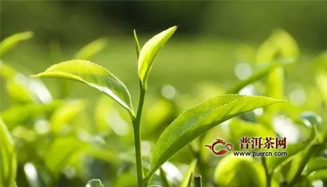 铁观音茶树品种，被称为“红心歪尾桃”！
