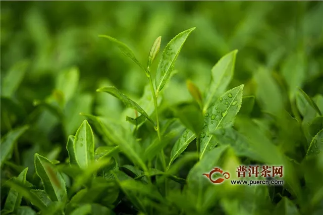 铁观音茶树品种，被称为“红心歪尾桃”！