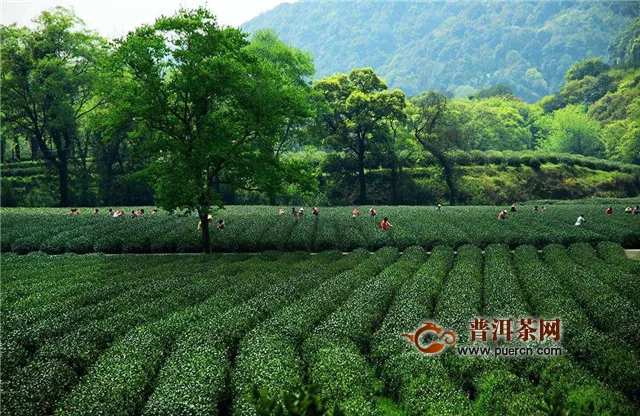 碧螺春茶树品种，