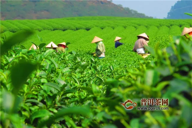 绿茶采摘的季节