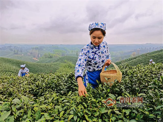 2020年中国·信阳毛尖开采仪式暨第九届文新春茶节正在举行