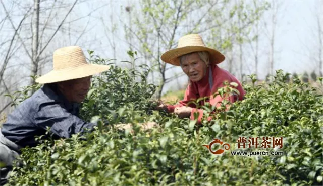 河南光山：明前茶采摘“黄金季” 男女老少齐采茶