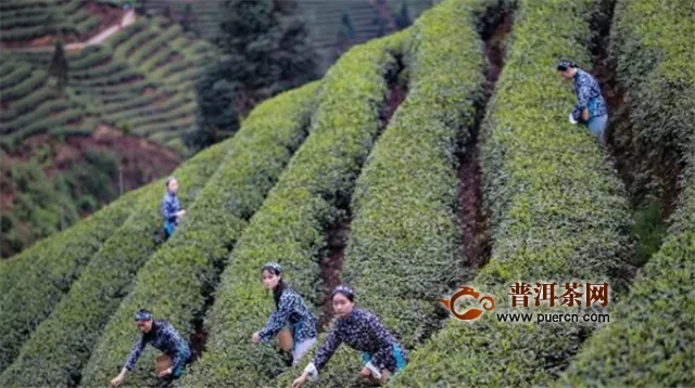 “蒙茶仙子”打卡最美茶乡，助力名山春茶销售