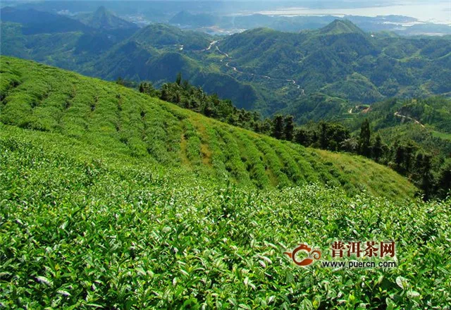 福鼎白茶树种哪个好？