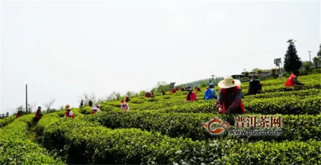 贵州金沙：烟花三月采茶忙 茶旅融合奔小康