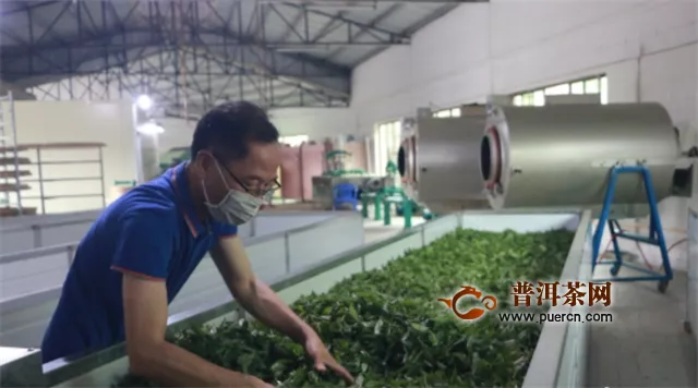 江门创新“公司+茶园+农户”，带动精准扶贫