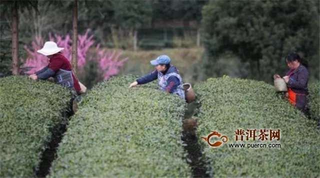2020年贵州省茶叶生产总量将保持稳定增长态势