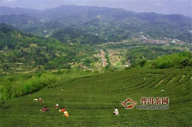 涇渭茯茶首次在北美市場(chǎng)線上發(fā)售