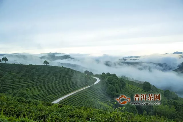 大益新品袋泡系列活力上市，心向自由，讓茶香立刻綻放！