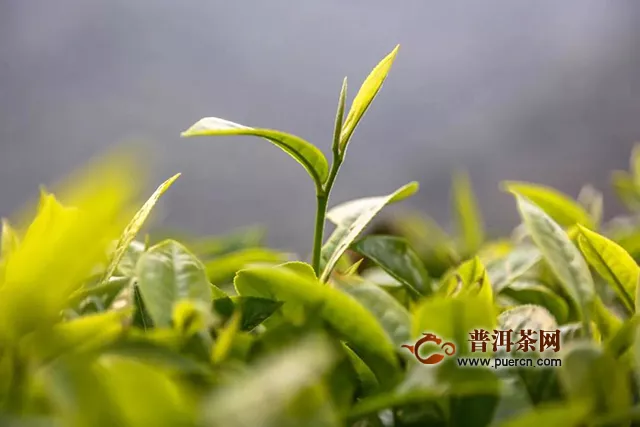 大益新品袋泡系列活力上市，心向自由，讓茶香立刻綻放！