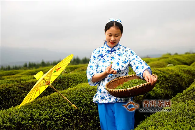 江西安福：茶旅融合 茶园变景区
