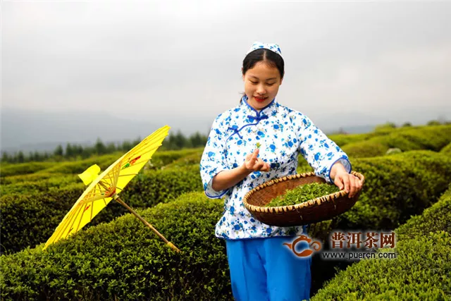 江西安福：茶旅融合 茶園變景區(qū)